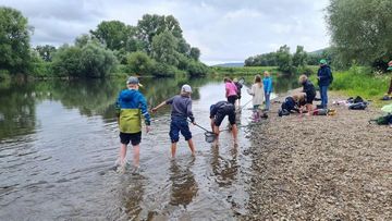 Beim Keschern nach Wassertieren auf einer Kiesbank in der Weser