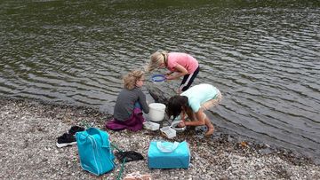 Rund um Schloss Corvey der Natur auf der Spur - Kiesbank der Weser