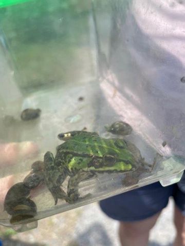 Wasserfrosch und Spitzschlammschnecken