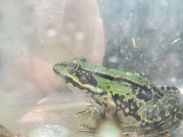Wasserfrosch