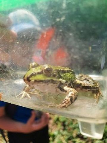 Wasserfrosch