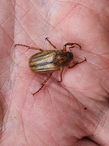 Junikäfer bzw. Gerippter Brachkäfer
