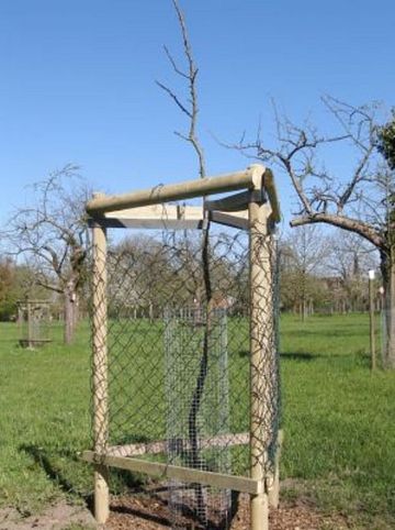 Doodapfel in der Streuobstwiese des BUND Lemgo