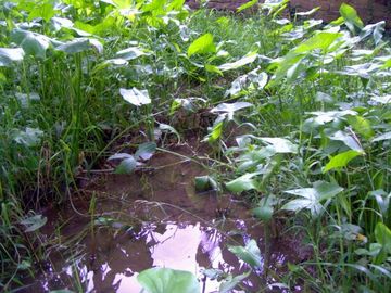 Wasserlauf mit Froschlöffel