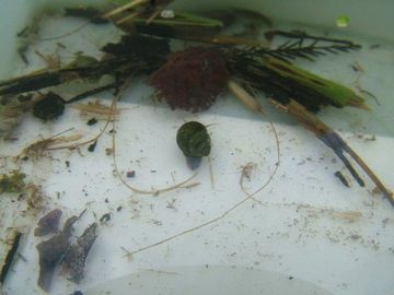 Tierfänge aus dem Wasserlauf