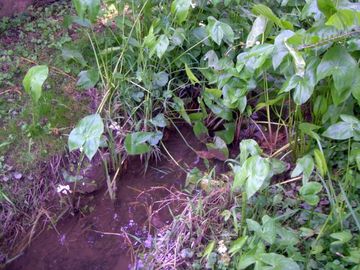 Wasserlauf mit Froschlöffel