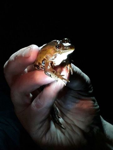 Wasserfrosch