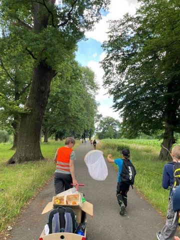 Weserradweg R1/R99 im Bereich der über 200jährigen Eichenallee