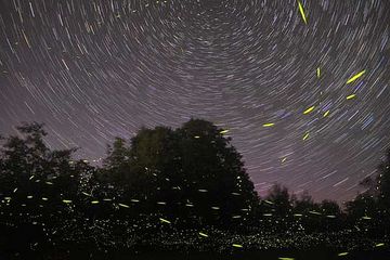 Sommernacht mit leuchtenden Glühwürmchen