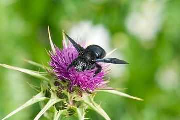 Blauschwarze Holzbiene