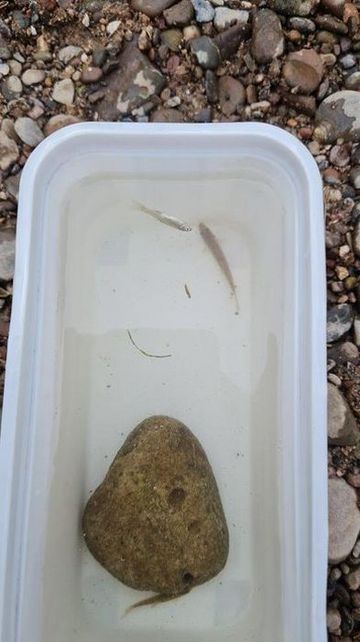 Junge Weißfische 