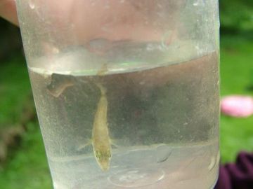 Dreistachliger Stichling in einem Droso