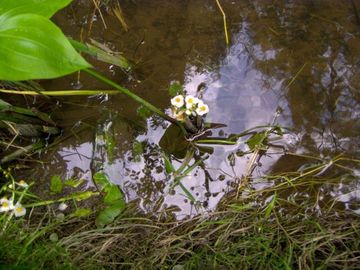Wasserlauf mit Froschlöffel