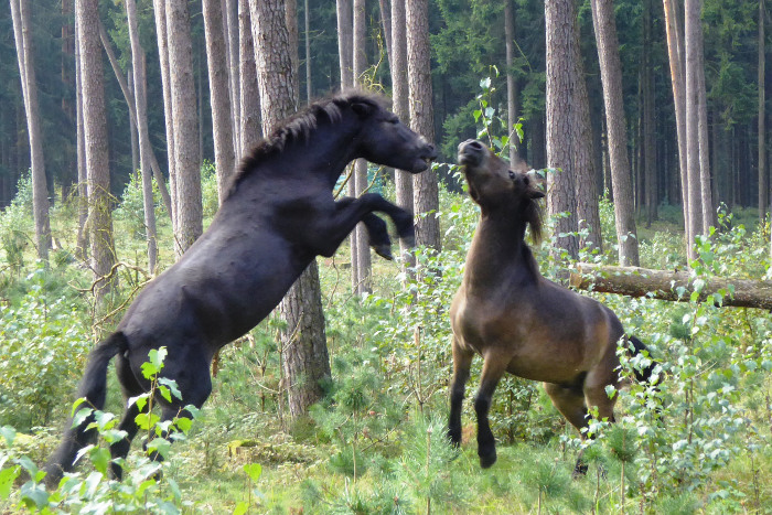 Exmoor-Ponys in der Senne