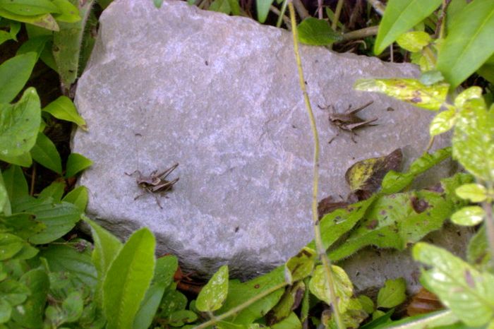 Gemeine Strauchschrecken; links Männchen, rechts Weibchen