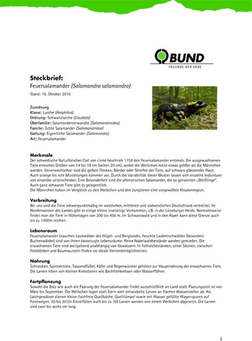 Steckbrief: Feuersalamander