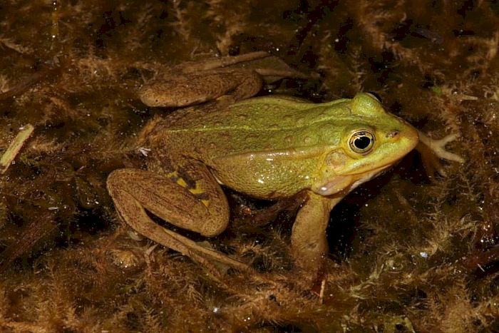 Der Kleine Teichfrosch ist "Lurch des Jahres 2023"