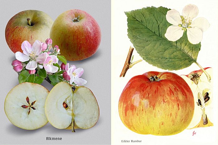 Zwei alte Apfelsorten, die von Allergikern als verträglich eingestuft wurden