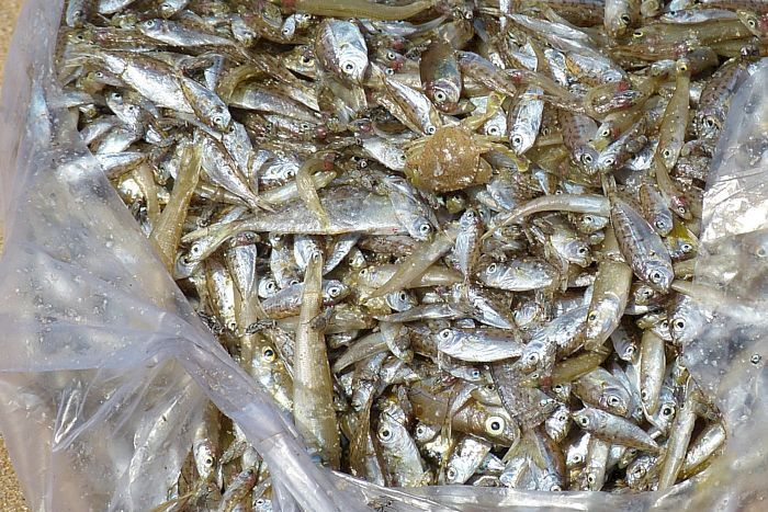 Meeresfische auf einem Fischmarkt