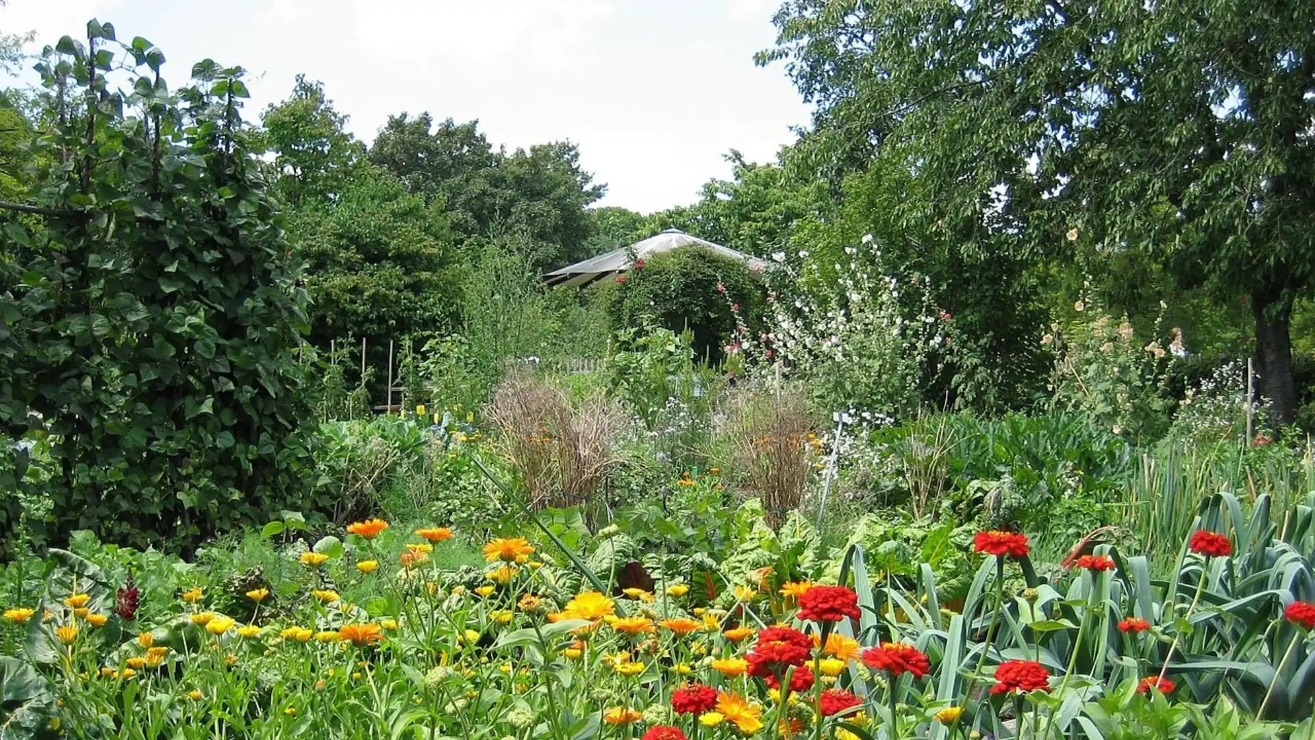 Sommerblumen in einem naturnahen Garten