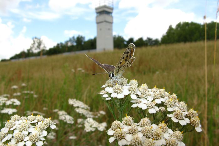 Ein Brauner Feuerfalter sitzt auf Schafgarbe mit einem Grenz-Wachturm im Hintergrund