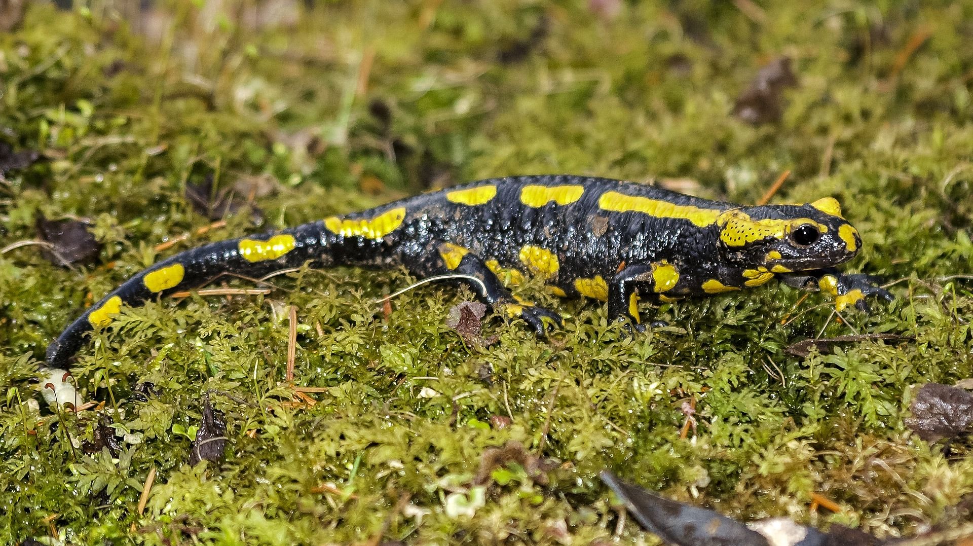 Feuersalamander