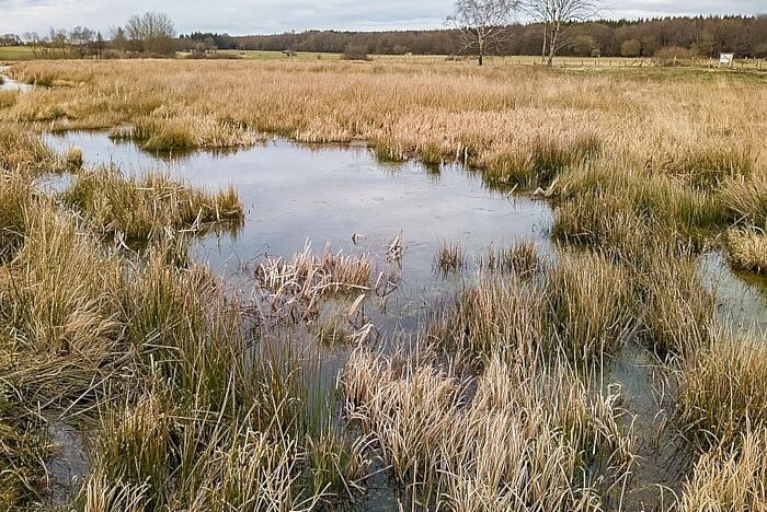 Renaturiertes Moor: Naturschutzgebiet Eselsbett und Schwarzes Bruch