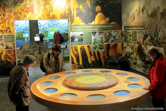 Spannende Besucherzentren, wie hier im Nationalpark Hainich, könnte es in einem Nationalpark Egge auch geben