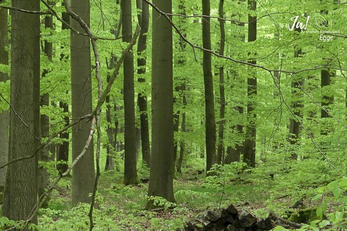 Ja! zu unserem Nationalpark Egge