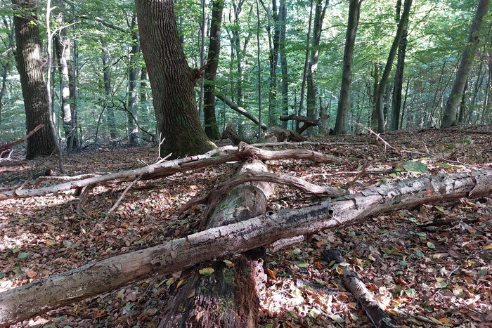 Reichswald