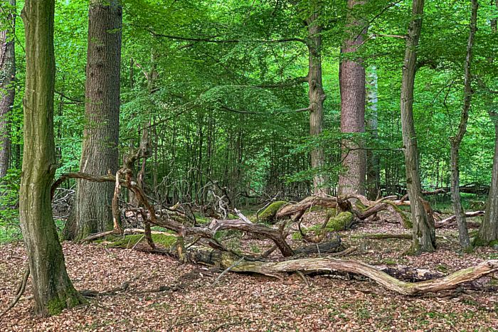 Der Wildnis auf der Spur