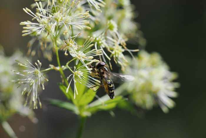 Die Gelbe Wiesenraute ist die Blume des Jahres 2027