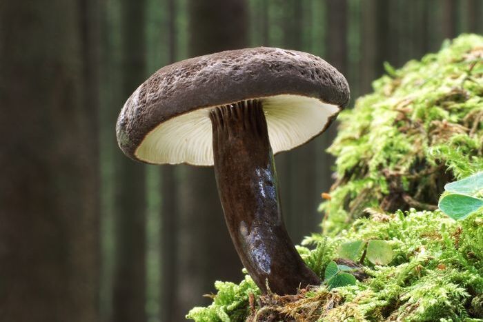 Der Schwarzkopf-Milchling ist Pilz des Jahres 2027