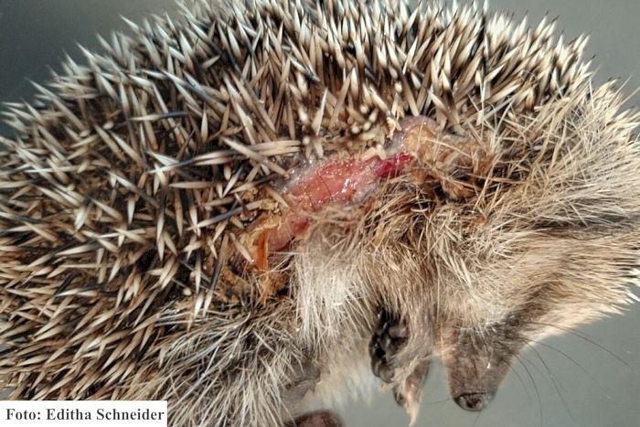 Junger Igel, der durch einen Mähroboter stark verletzt wurde