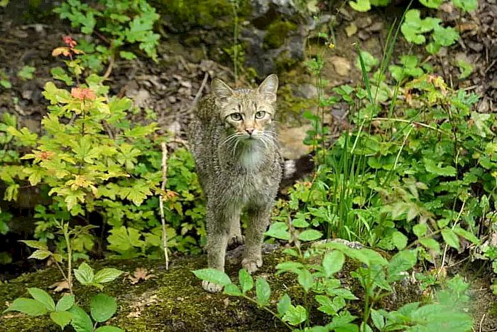 Europäische Wildkatze
