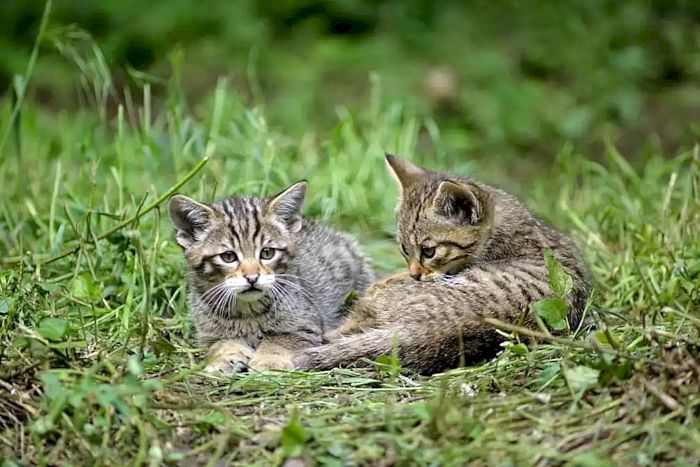 Junge Europäische Wildkatzen
