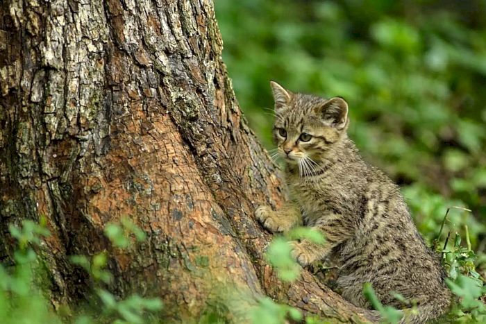 Junge Europäische Wildkatze