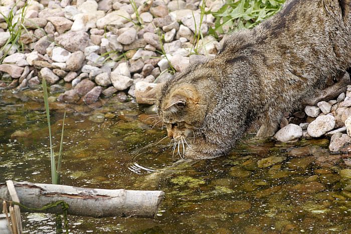 Europäische Wildkatzen benötigen intakte Ufer und Natur
