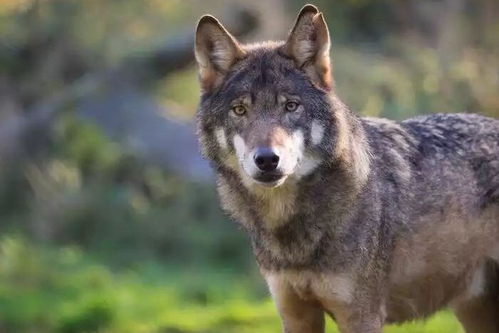 Europäischer Grauwolf