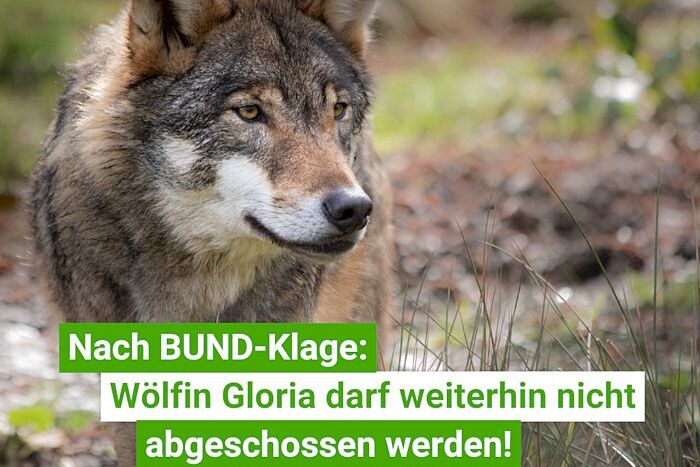 Klage: Abschuss Wölfin Gloria