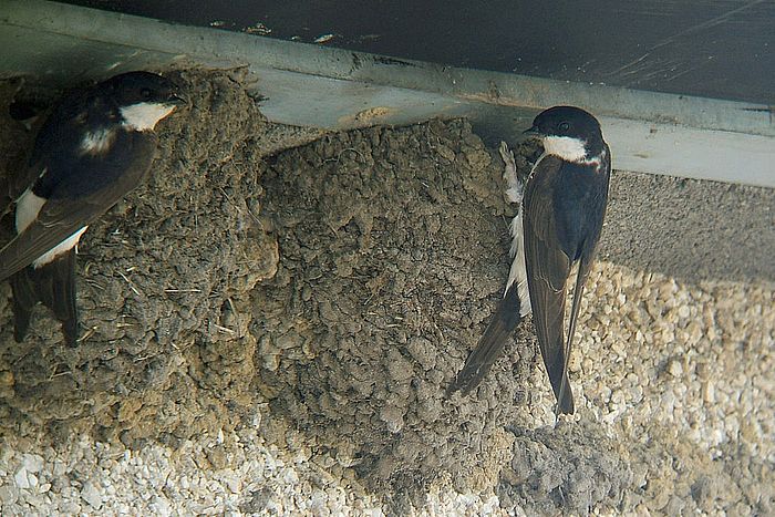 Mehlschwalben am Nest