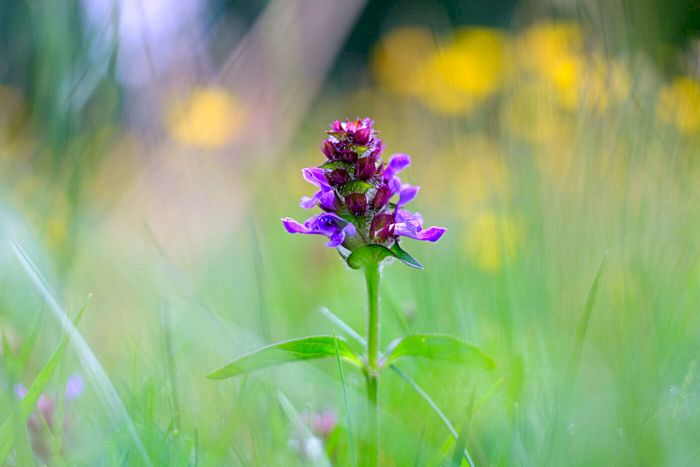 Die Kleine Braunelle ist "Blume des Jahres 2023"