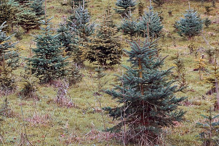 Weihnachtsbaum-Plantage