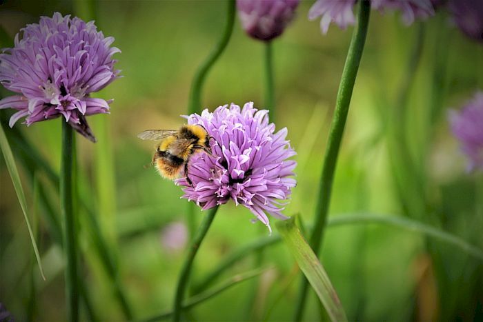 Hummel an einer Blüte vom Schnittlauch