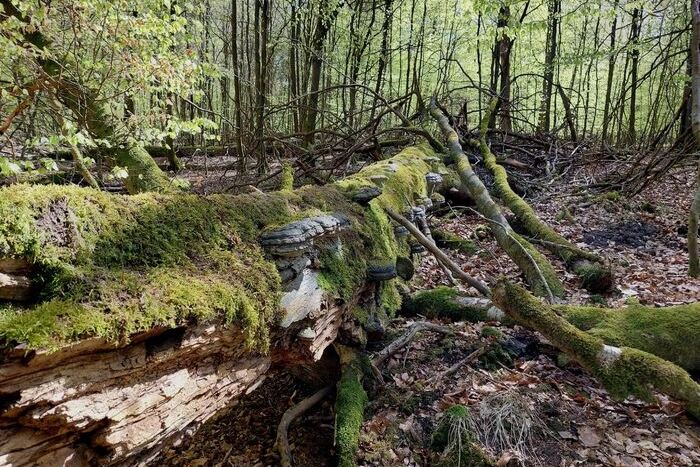 "Naturerbewald" in der Egge