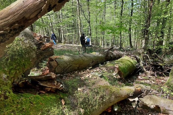 BUND fordert weitere Wildnisentwicklungsgebiete in der Egge