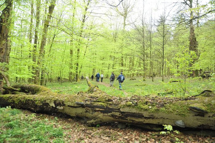 Totholz in der Naturwaldzelle Rosenberg in Bad Lippspringe