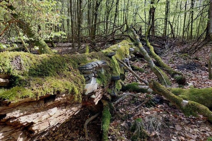 Wildnisgebiete sind Hotspots der Artenvielfalt
